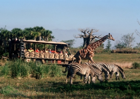 animal kingdom safari driver